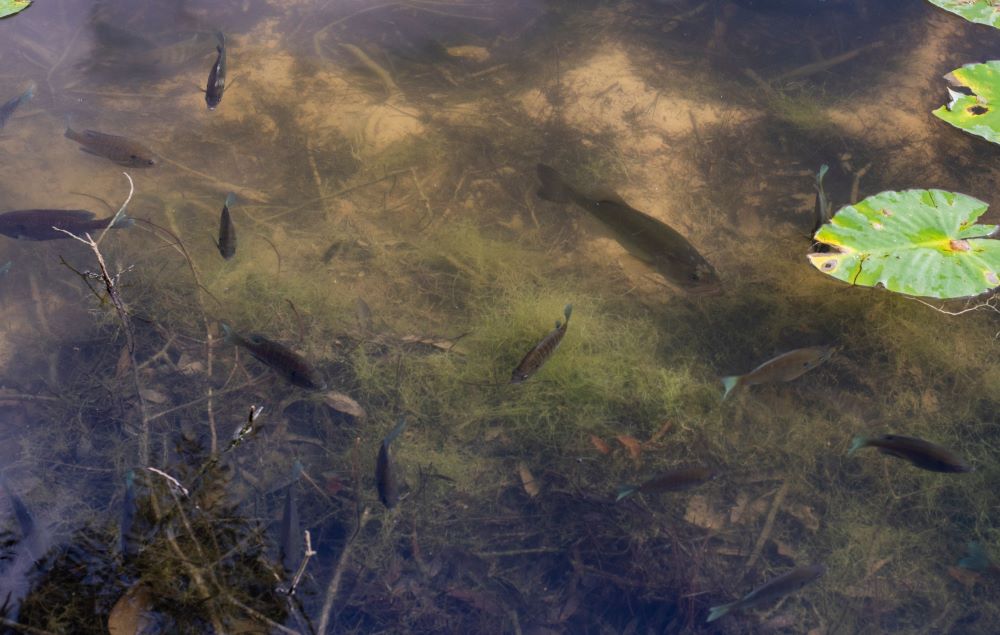 8 Largemouth Bass Spawning Facts You Need to Know